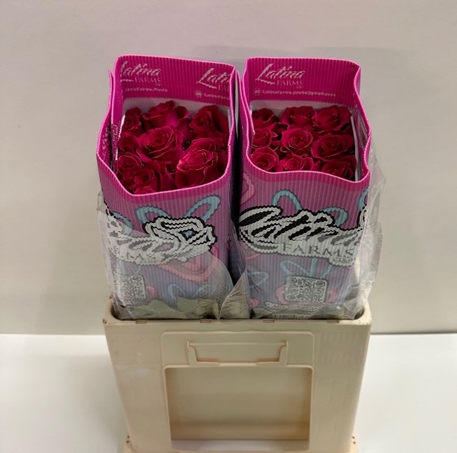 Rosa ec gotcha LT.jpg